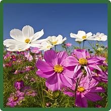 Cosmos Bipinnatus Sensation Flower Field