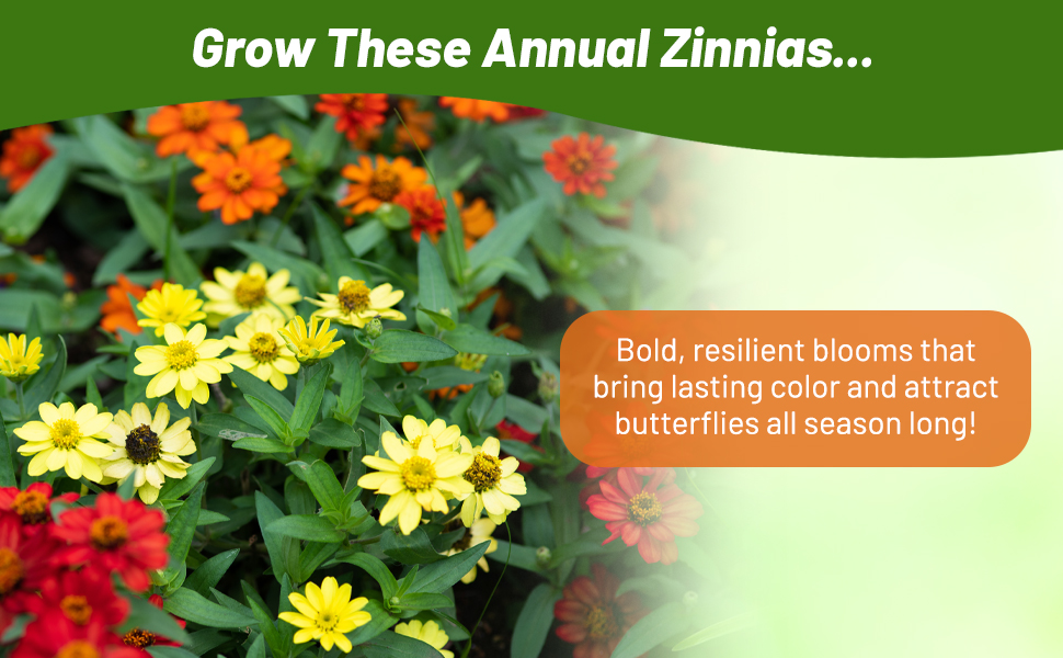 Annual Zinnia Zahara Flower Seed Mix For Cutting