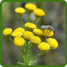 Pollinator Friendly Yellow Ageratum With Bee