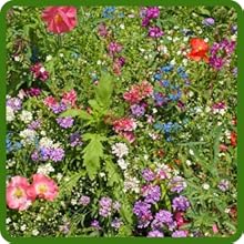 Partial Shade Wild Flowers Has Diverse Flower Varieties