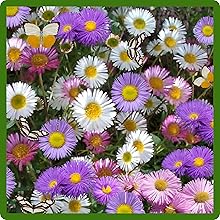 Mexican Daisy Flowers Attracts Pollinators