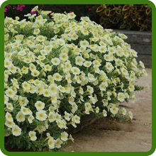 Yellow Petunia Flowers in Container