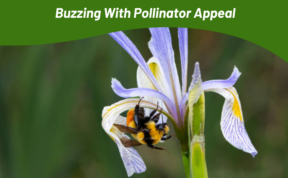 Iris Flowers Attract Bees & Pollinators