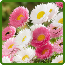 Vibrant Blooms of Helipterum Paper Daisy Flowers