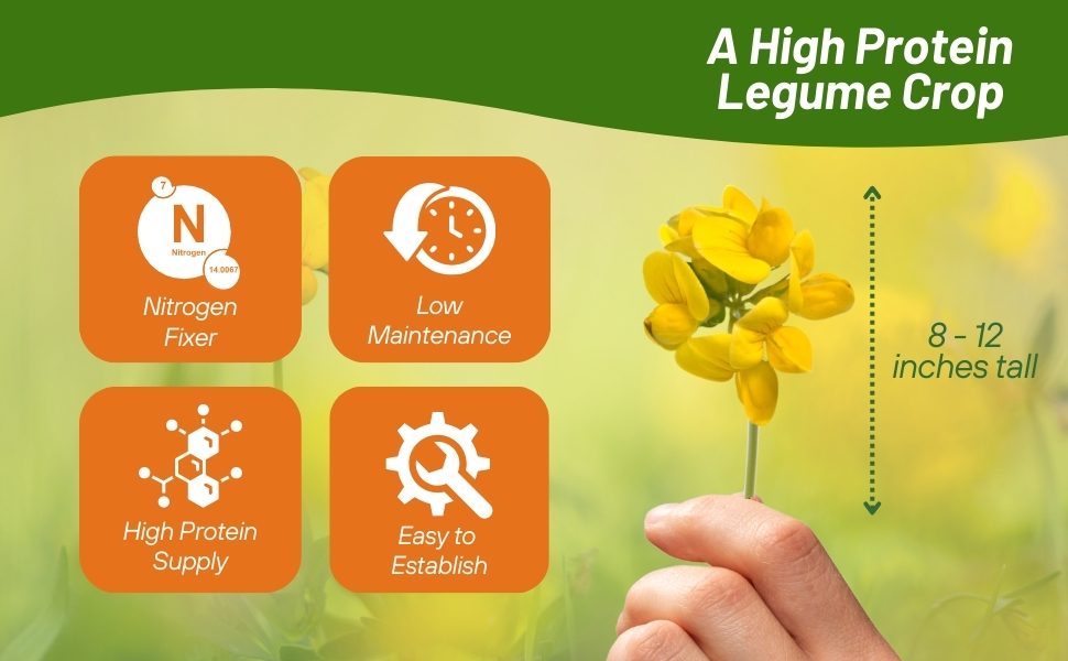 Birdsfoot Trefoil High Protein Legume Crop