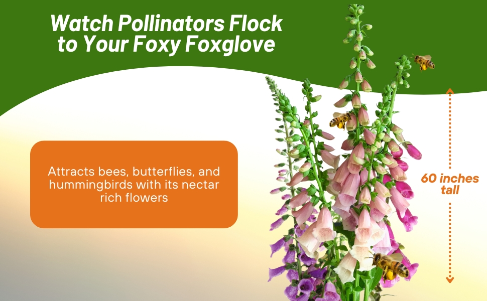 Foxglove Foxy Attracts Bees, Butterflies, & Other Pollinators