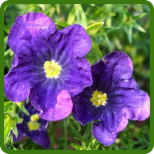 Vibrant Purple Blooms of Nierembergia Ground Cover