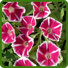 Fast Growing Ipomoea Nil Morning Glory Seeds