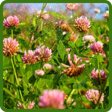 Cold &amp; Winter Hardy Alsike Clover Seeds