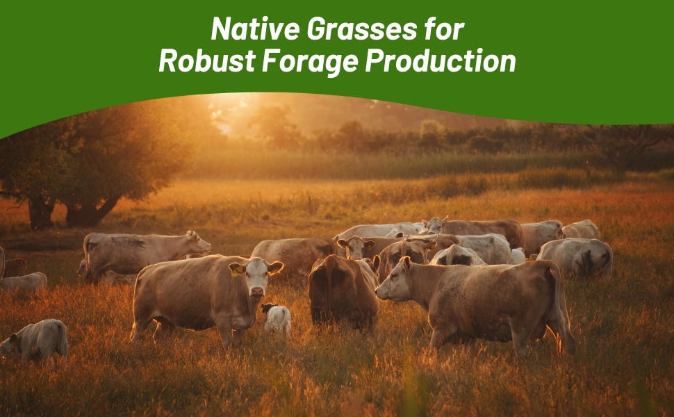 Tall Native Grass Seed Mix For Forage, Pasturee, Hay, Grazing