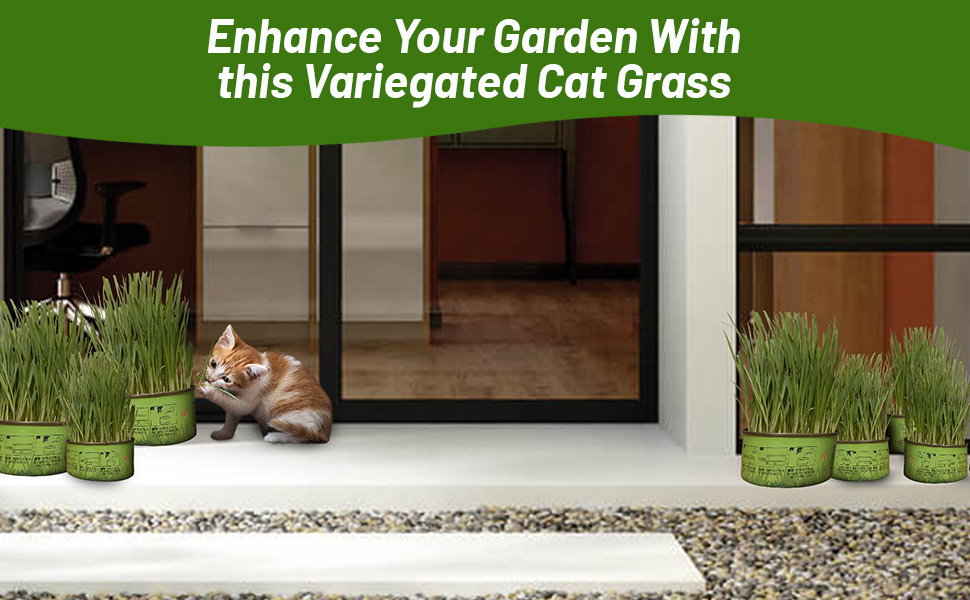 Front Porch With Cat Grass Container Plants