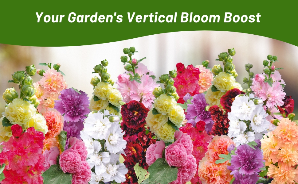 Hollyhock Cut Flower Mix in Garden