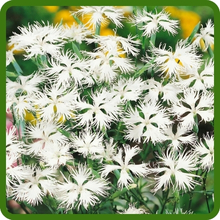 White Fringed Petals of Dianthus Superbus