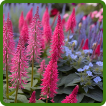 Spiked Plumes of Veronica Spiked Speedwell