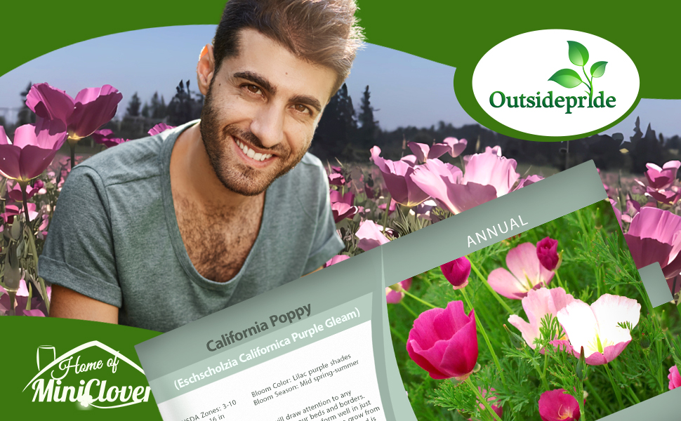 California Poppy Purple Gleam Wildflower Seeds