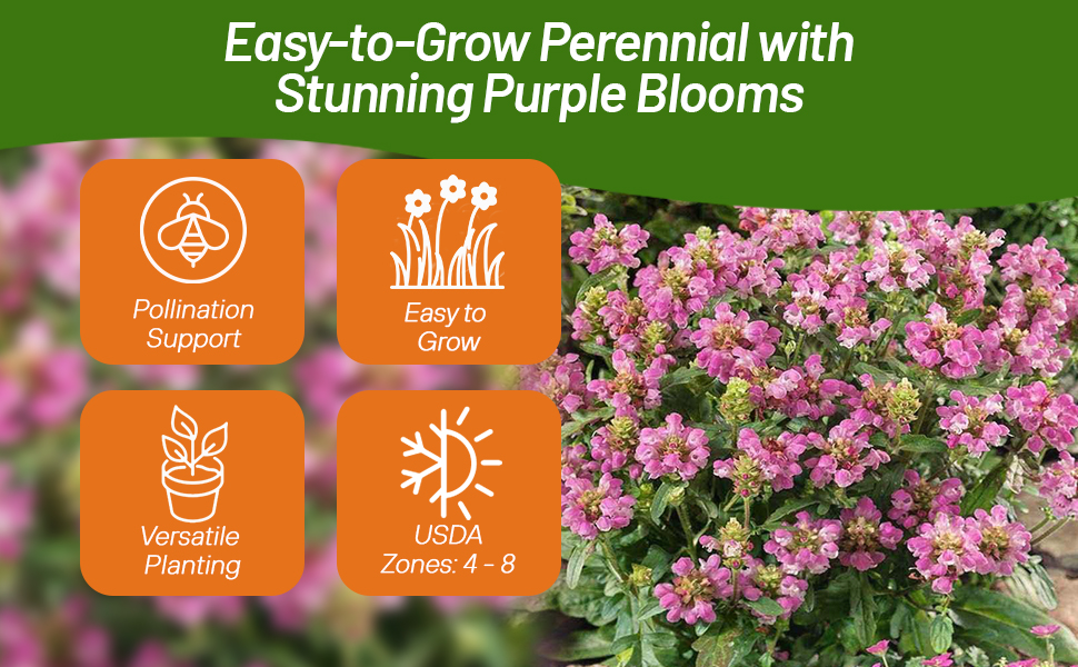 Perennial Rose Prunella Ground Cover Plant
