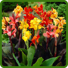 Tropical Flowers in Bold, Vibrant Colors