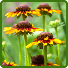 Self Seeding Gloriosa Daisy Flower Seeds