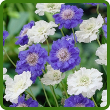 Long Lasting Blooms of Scabiosa Pincushion Flower