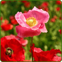 Papaver Rhoeas Shirely Poppy Picotee Flowers