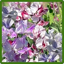 Fragrant Blooms of Bicolor Lathyrus Sweet Peas
