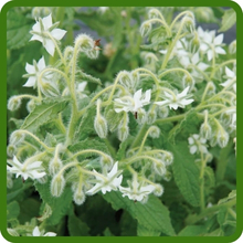 Drought Tolerant Borage Herb Plants