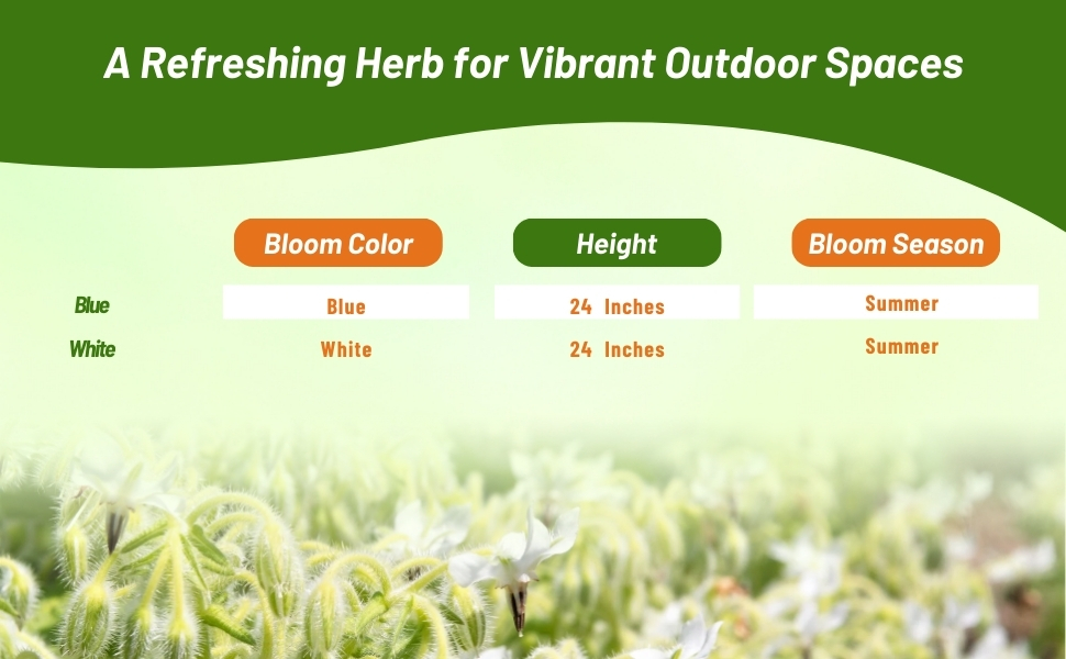 Bloom Season, Color, & Height Chart for Blue & White Borage