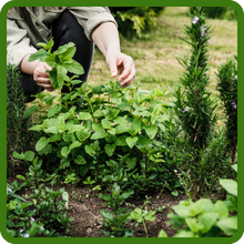Low Maintenance Catming Nepeta Cataria Herb Garden