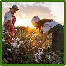 Heat & Drought Tolerant Cotton Plants