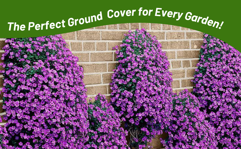 Cascading & Spreading Aubrieta Rock Cress Purple Ground Cover
