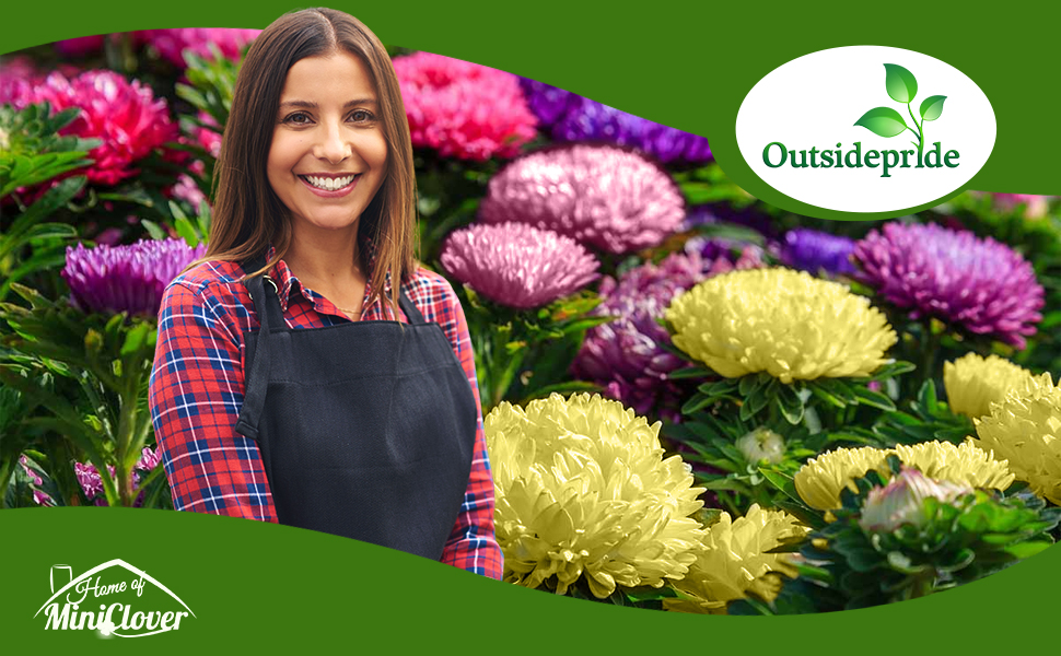 Callistephus Tall Double Gremlin Aster Flower Garden Mix