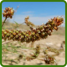Drought-Tolerant Prairie Clover