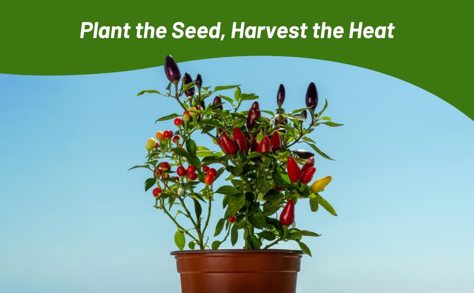 Capsicum Ornamental Pepper Container Plant