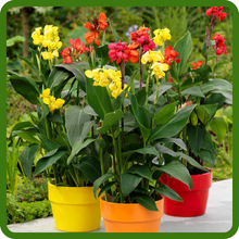 Canna Suitable for Cut Flowers &n Container Plants