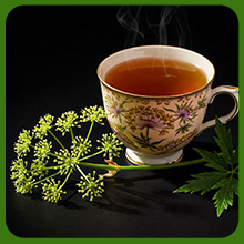 Angelica Culinary and Traditional Uses