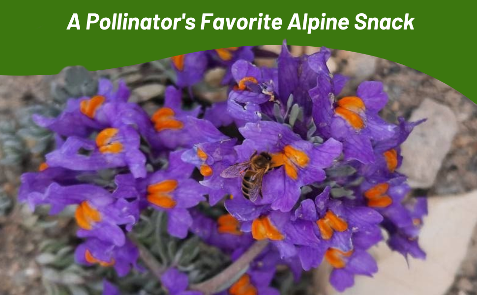 Pollinator Bee on Linaria Alpine Toadflax in Rock Garden