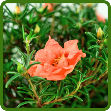image of flower
