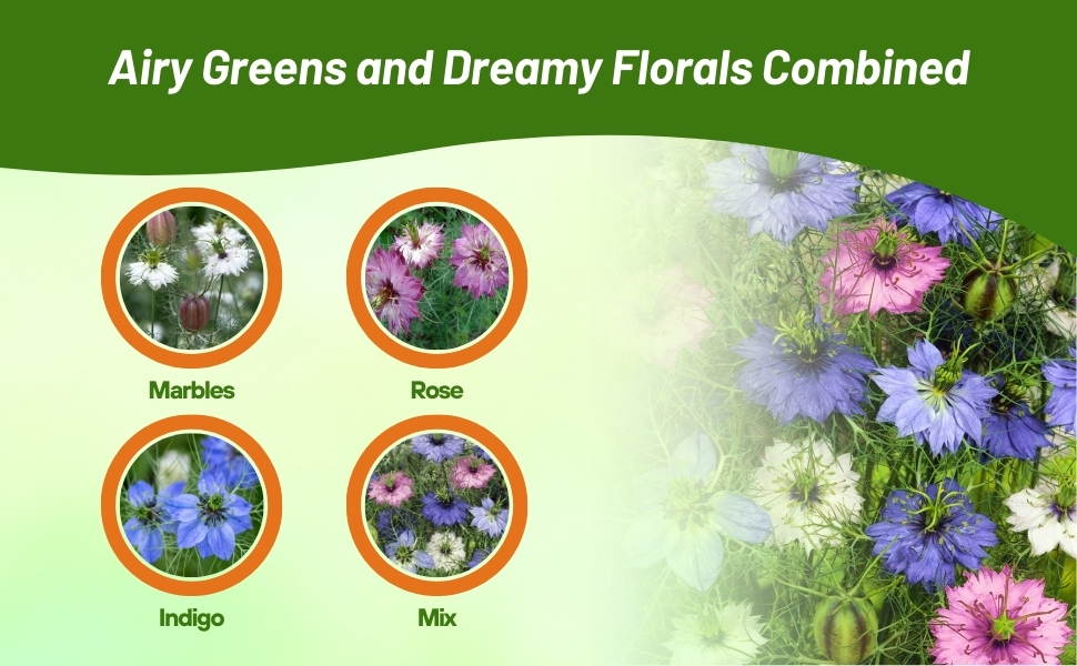 Marbles, Inidigo, Rose, & Mixed Varieties of Nigella Love In A Mist Plants