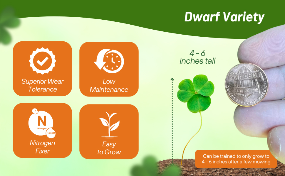 Dwarf Low Growing Mini & Micro Clover Seeds
