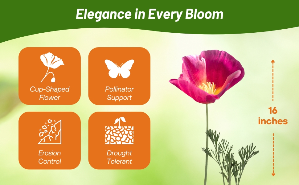 Purple Gleam California Poppy Wildflowers For Planting Outdoors