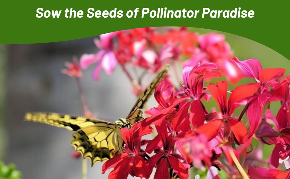 Pollinating Butterfly on Ivy Leaf Geranium Flower