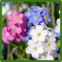 Long Bloom Season of Myosotis alpestris Forget Me Not