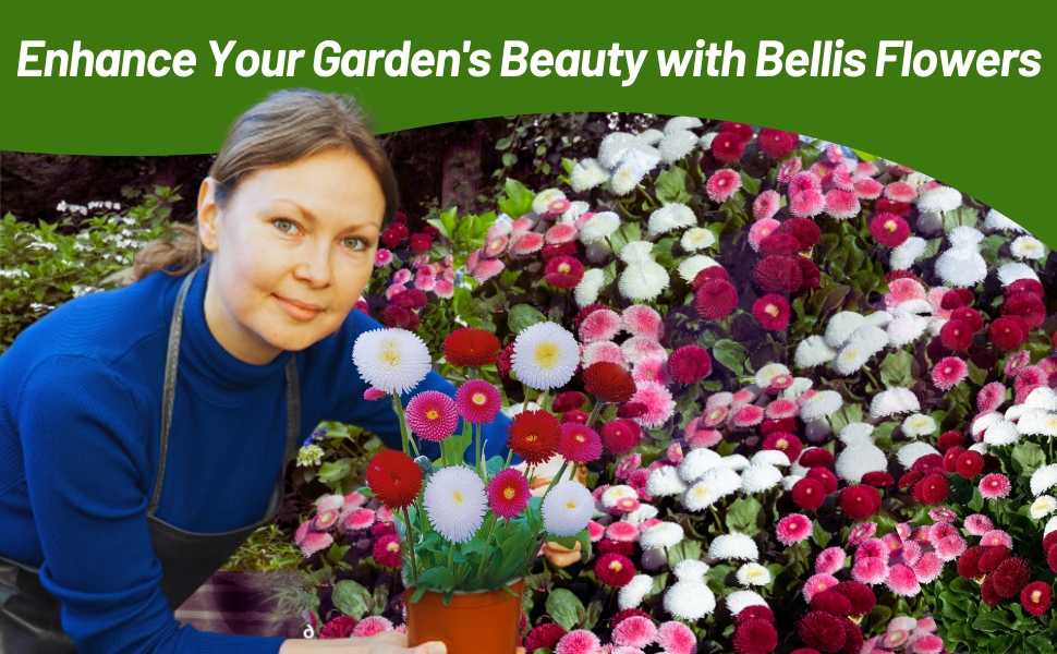 Women Tending To Bellis Flower Garden