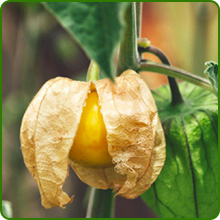 Golden Husk of Cape Gooseberry