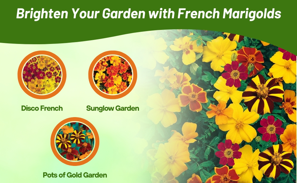 Disco, Pots of Gold, and Sunflower Tagetes Patula French Marigold Varieties