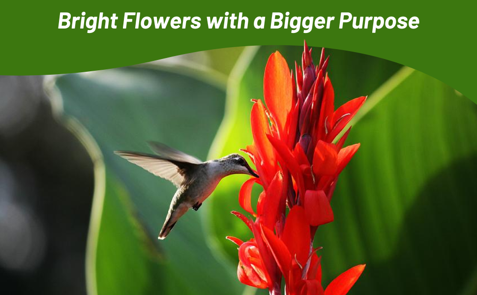 Hummingbird on Canna Flower Pollinating Plant