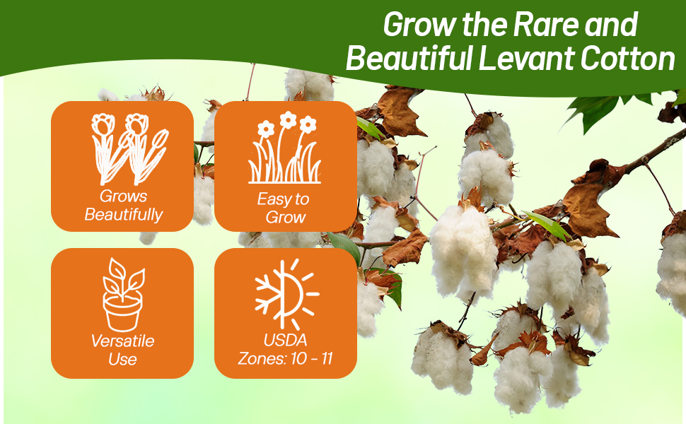 Gossypium herbaceum Levant Cotton Branches