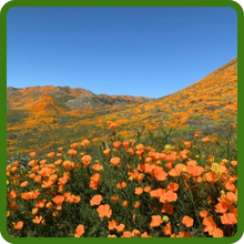 California Poppy Wildflower Meadows Grown From Poppy Flower Seeds