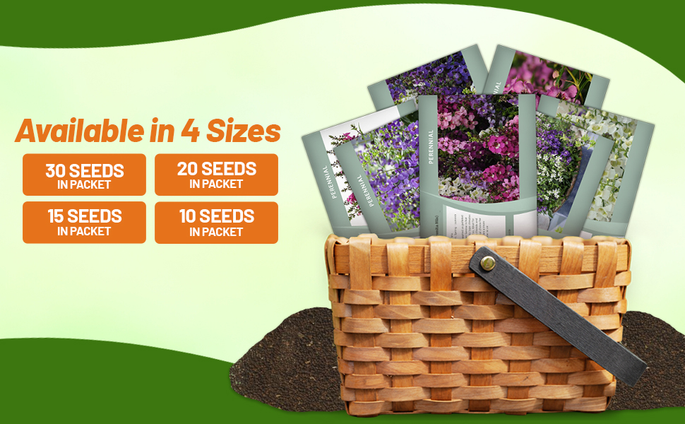 Angelonia Flower Seed Packets For Planting