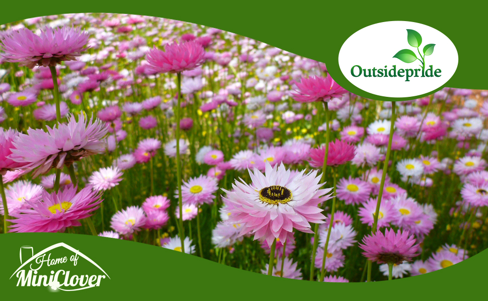 Helipterum Paper Daisy Flower Garden Grown From Seeds